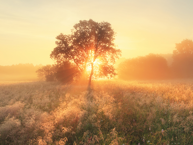 sunrise in a field